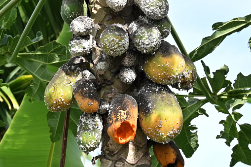 Papaya disease