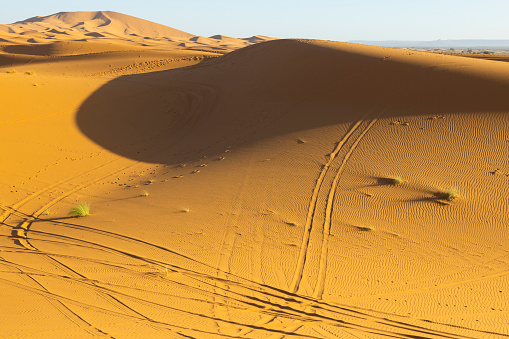 Camel caravan going through the Sahara desert in Morocco at sunset