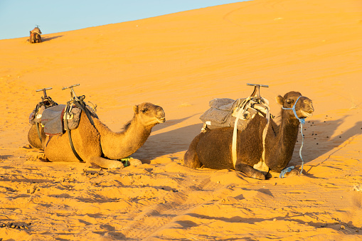 Brown camel in desert dunes, Image