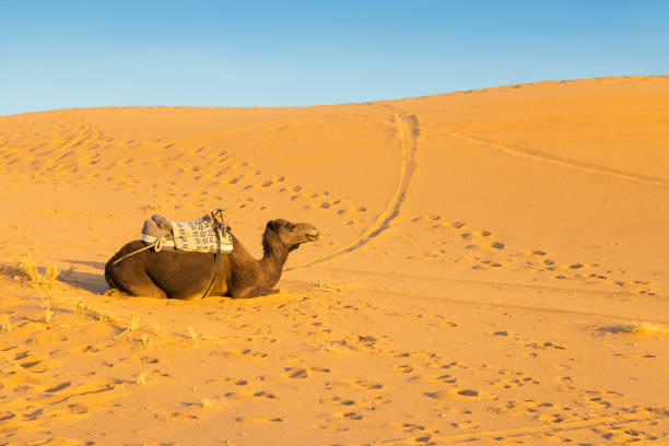 istock Camel resting in the desert, Merzouga, Erg Chebbi, Sahara, Morocco 1555252276