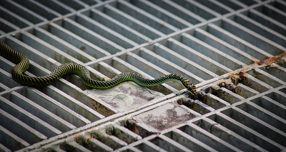 A little tree snake looking through the rail pathway, Singapore
