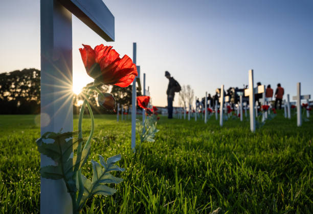 sun stars shining through white crosses and red poppies. out-of-focus people paying respect to fallen soldiers. anzac day commemoration. new zealand. - oriental poppy fotos imagens e fotografias de stock
