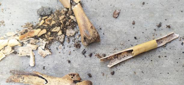 istock yellowish brown dry chicken bones on concrete material 1555287064