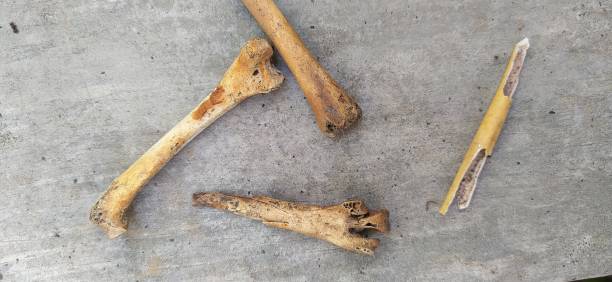 istock yellowish brown dry chicken bones on concrete material 1555287586