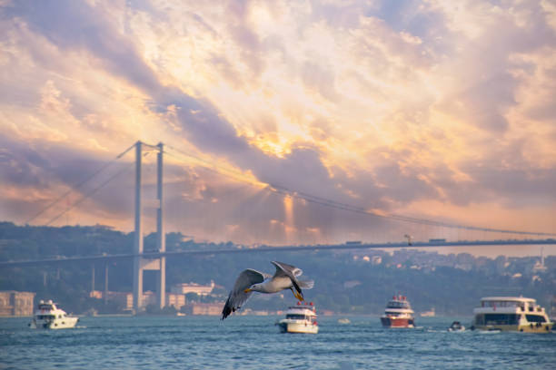 istock Seagull near Bosphorus Bridge in Istanbul with cloudy sky 1555293729