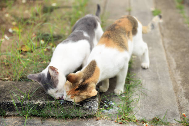 Two cats eating yogurt on concrete.