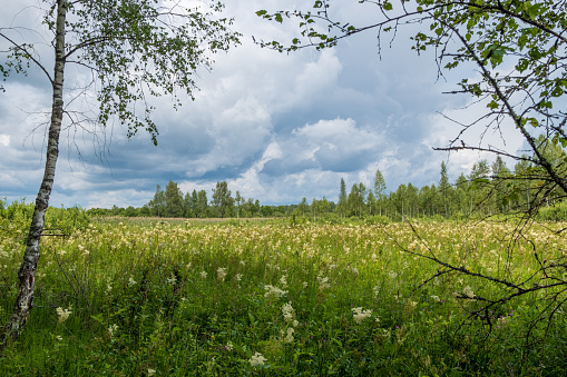 Landscape with blooming white wildflowers and a lush grassy meadow against a forest in the background and a cloudy sky on a summer day.