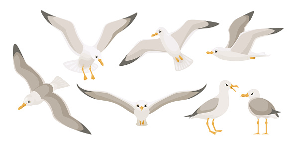 Flying seagulls. Bird in flight isolated on a white background.  Soaring seabird. Vector illustration in a flat style.