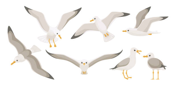 Flying seagulls. Bird in flight isolated on a white background. Soaring seabird. Vector illustration in a flat style. Flying seagulls. Bird in flight isolated on a white background. Soaring seabird. Vector illustration in a flat style. seagull stock illustrations