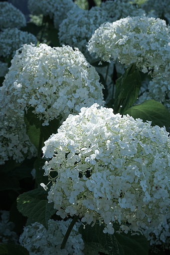 Many blue hydrangea flowers growing in the garden, floral background