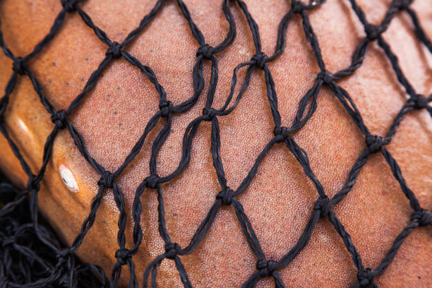 Shark in the net closeup.