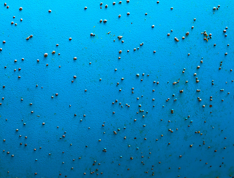 The hull of a sea yacht with a cluster of small sea shells on it.