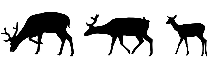 Deer, walking forest animals, silhouette. Vector illustration