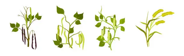 Vector illustration of Grass Legume and Cereal Crops as Agricultural Plant Vector Set