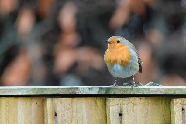istock A European robin, erithacus rubecula, perching on a garden fence. 1555367113