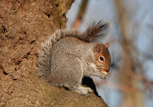 A grey squirrel perching in a tree with food in its paws.