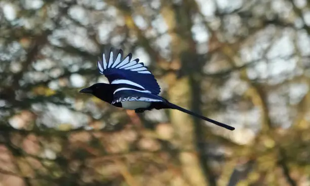 A magpie flying across an area of defocused trees.