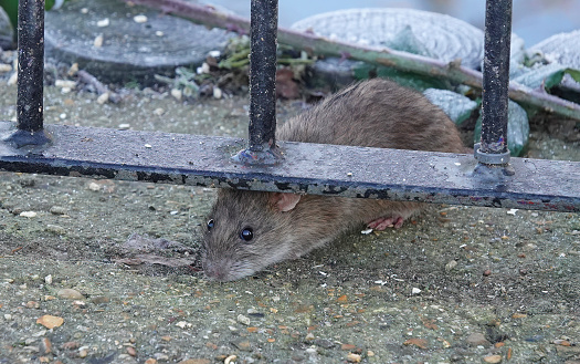 A brown rat scavenging beneath a metal railing fence in a park.
