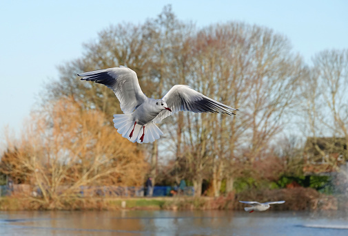 A black-headed gull flying over a lake in a park.