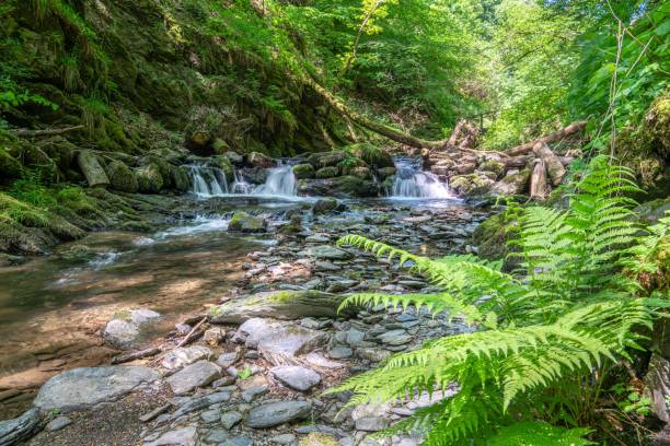 istock Landscape of a stream in a forest covered in greenery 1555370024
