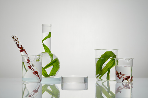 Podium in round-shaped is placed in the middle of several laboratory glassware. Seaweed is a famous hydrating ingredient in skincare products