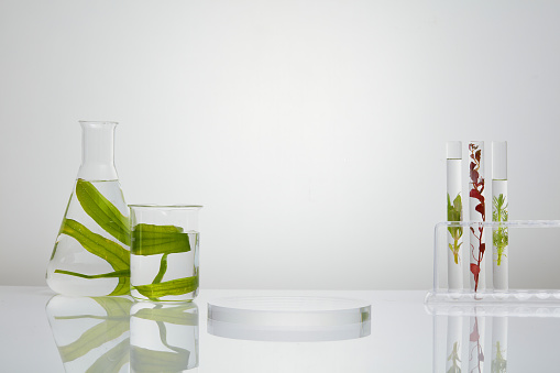 Few test tubes, a beaker and conical flask containing seaweed in red and green color. Transparent podium in round-shaped to show product that extracted from seaweed