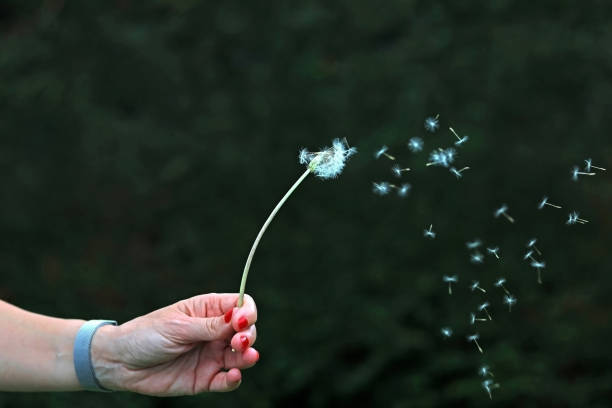 istock A woman's hand blowing a dandelion plant 1555371707