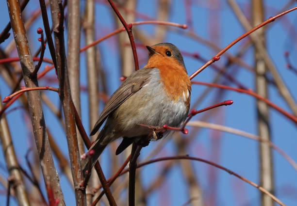 istock A cute European robin, erithacus rubecula, perching in a tree. 1555372758