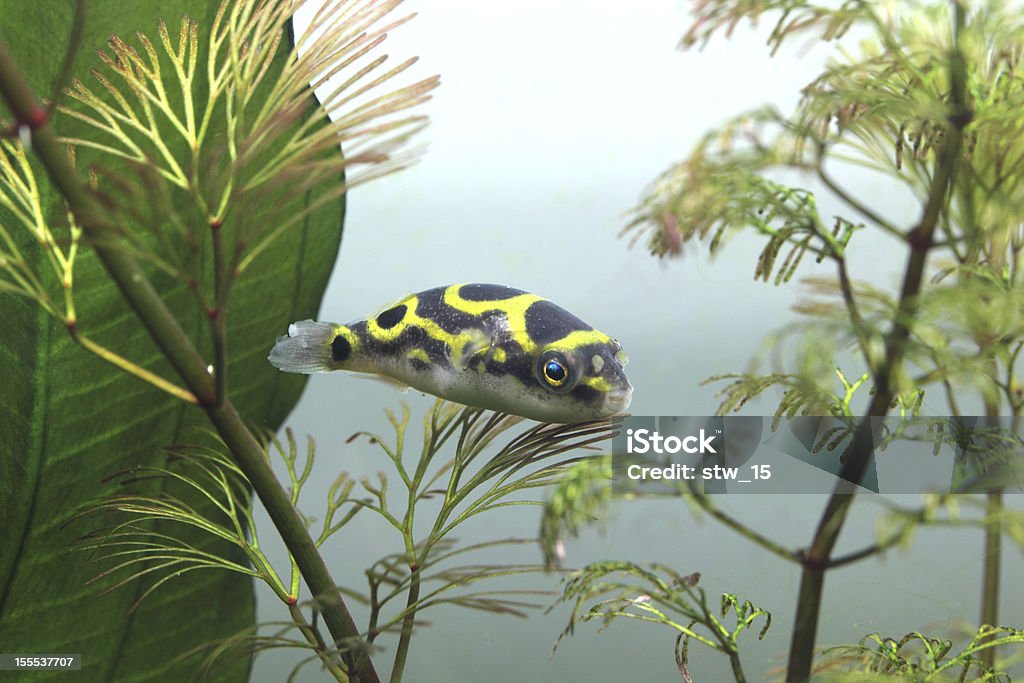 Green Pufferfish - Tetraodon Fluviatilis A Green Pufferfish sitting on a plant. Animal Body Part Stock Photo