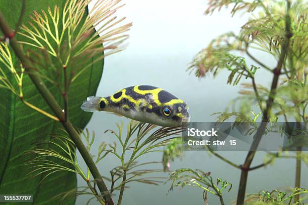 Green Pufferfish Tetraodon Fluviatilis Stock Photo - Download Image Now - Animal Body Part, Animal Eye, Animal Fin