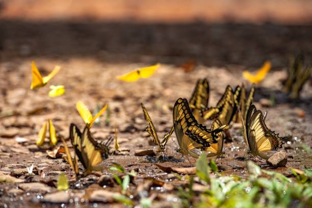 zbliżenie na grupę żółtych motyli siedzących na ziemi - flitting zdjęcia i obrazy z banku zdjęć