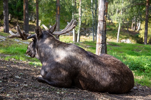 A majestic moose resting peacefully in a picturesque forest surrounded by tall pine trees