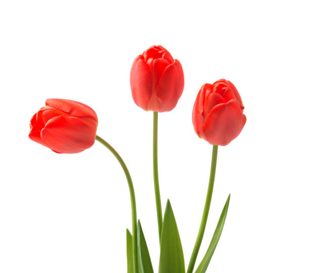 istock red tulips isolated on white background 1555390453