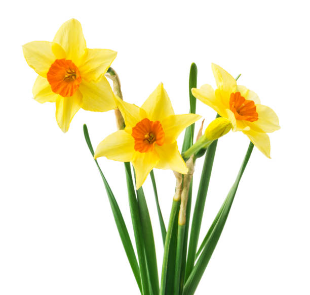 istock yellow daffodil isolated on a white background 1555392068