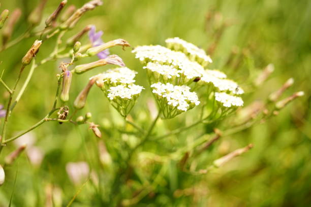 istock White yarrow flowers grows in green summer field 1555395764