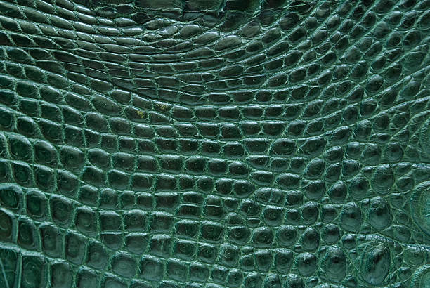 istock Green freshwater crocodile bone skin texture background. 155540320