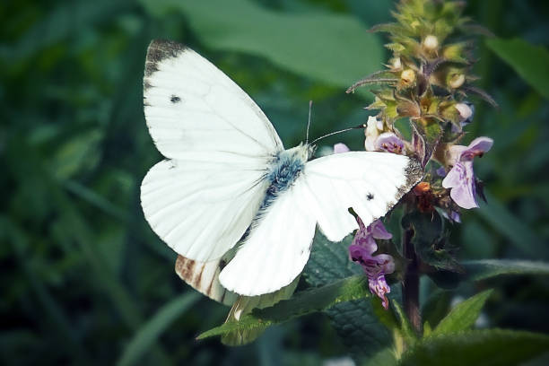 Pieris rapae Small White Butterfly Insect. Digitally Enhanced Photograph.