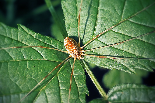 Phalangium opilio Harvestman Spider. Digitally Enhanced Photograph.