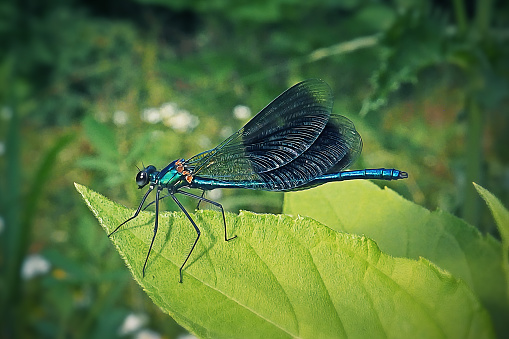 A large metallic damselfly with fluttering, butterfly-like wings. Male: metallic blue body with broad dark blue-black spots across outer parts of wings