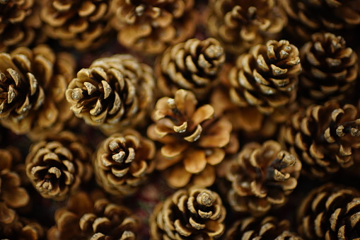 Natural background of dry brown pine cones.