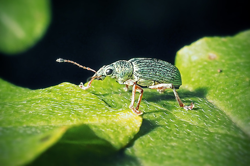Polydrusus formosus Green Immigrant Leaf Weevil Beetle Insect. Digitally Enhanced Photograph.