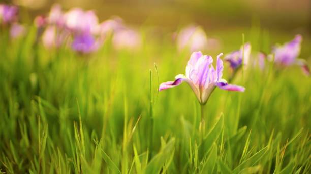 istock Purple iris flowers with green leaves grows in spring garden. 1555421061
