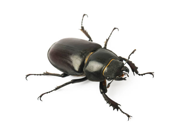 Dorcus parallelipipedus, the lesser stag beetle, is a species of stag beetle from the family Lucanidae. Dorcus parallelipipedus, the lesser stag beetle, is a species of stag beetle from the family Lucanidae. bucktooth stock pictures, royalty-free photos & images