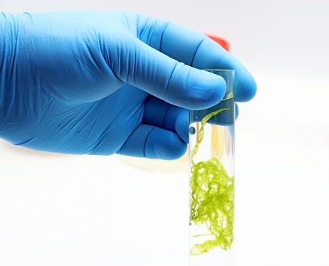 Scientist's hand holding a lab tube containing seaweed