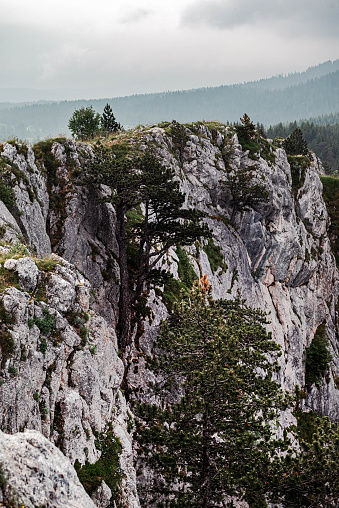 Trees growing on the cliffs of  of Tara river Canyon in Montenegro, deepest and longest in Europe