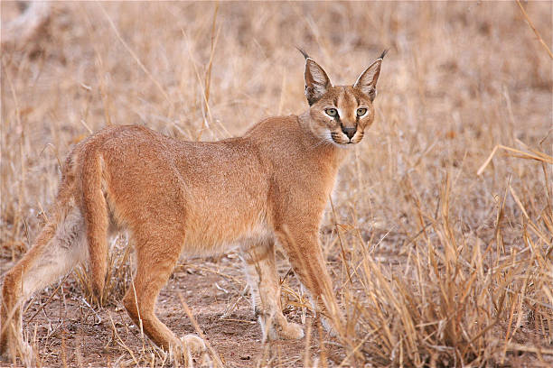 Caracal Caracal, Africa caracal stock pictures, royalty-free photos & images