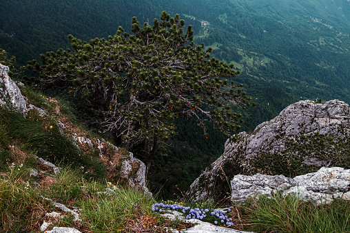 Trees growing on the cliffs of  of Tara river Canyon in Montenegro, deepest and longest in Europe