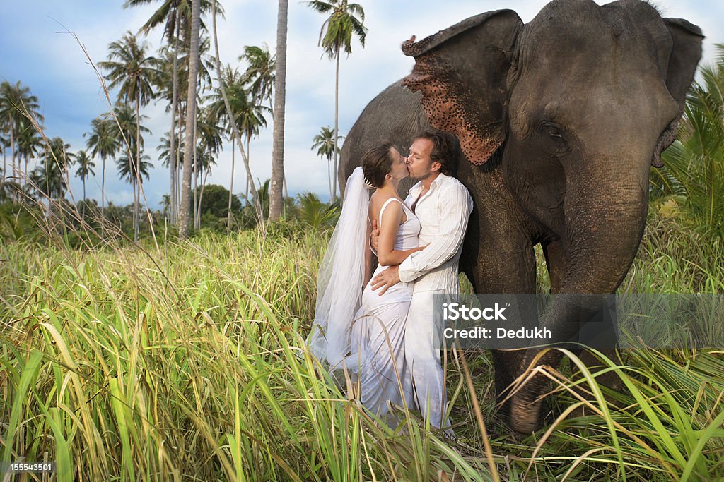 island wedding beautiful couple with elefant in wedding dress Elephant Stock Photo