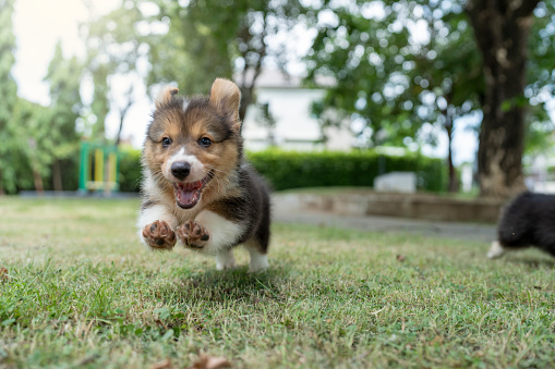 Cute Corgi puppy running in the park on sunny summer day.