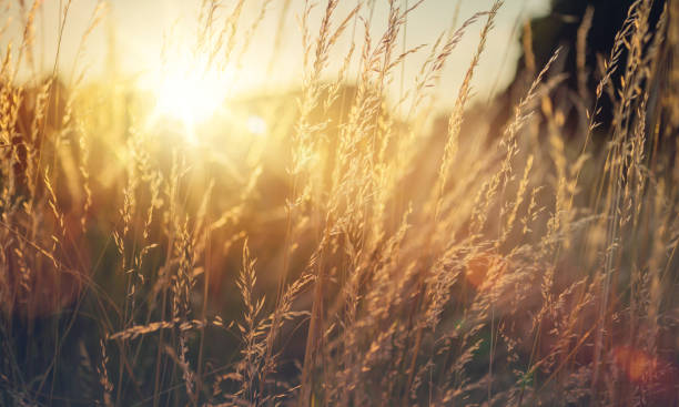 istock Wild grass in a forest clearing at sunset. Macro image, shallow depth of field. Abstract background of summer and autumn nature. vintage filter 1555440722
